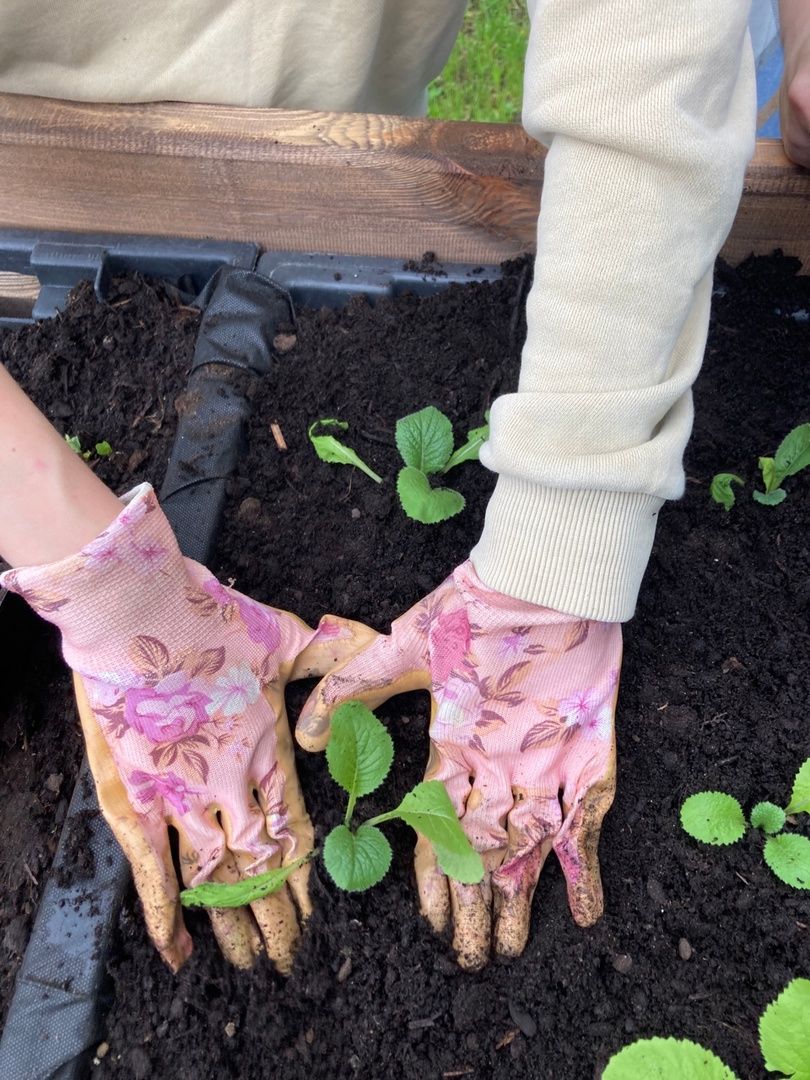Солнечногорск, парк, общественный огород, садоводы, акция