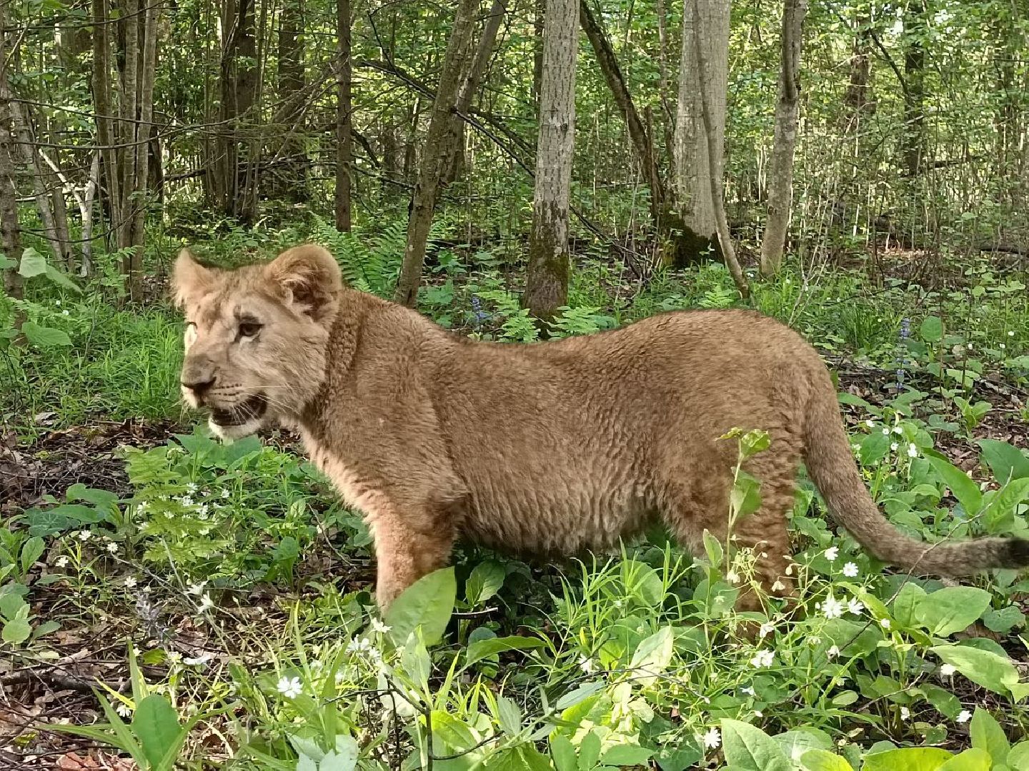 Можайск, Можайский городской округ, Подмосковье, львы, тигры, Сафари-парк, хищники, дикие животные