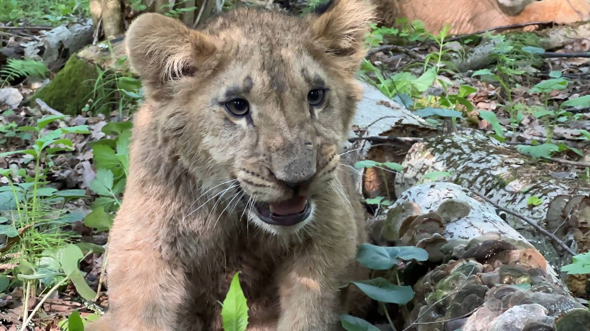 Можайск, Можайский городской округ, Подмосковье, львы, тигры, Сафари-парк, хищники, дикие животные