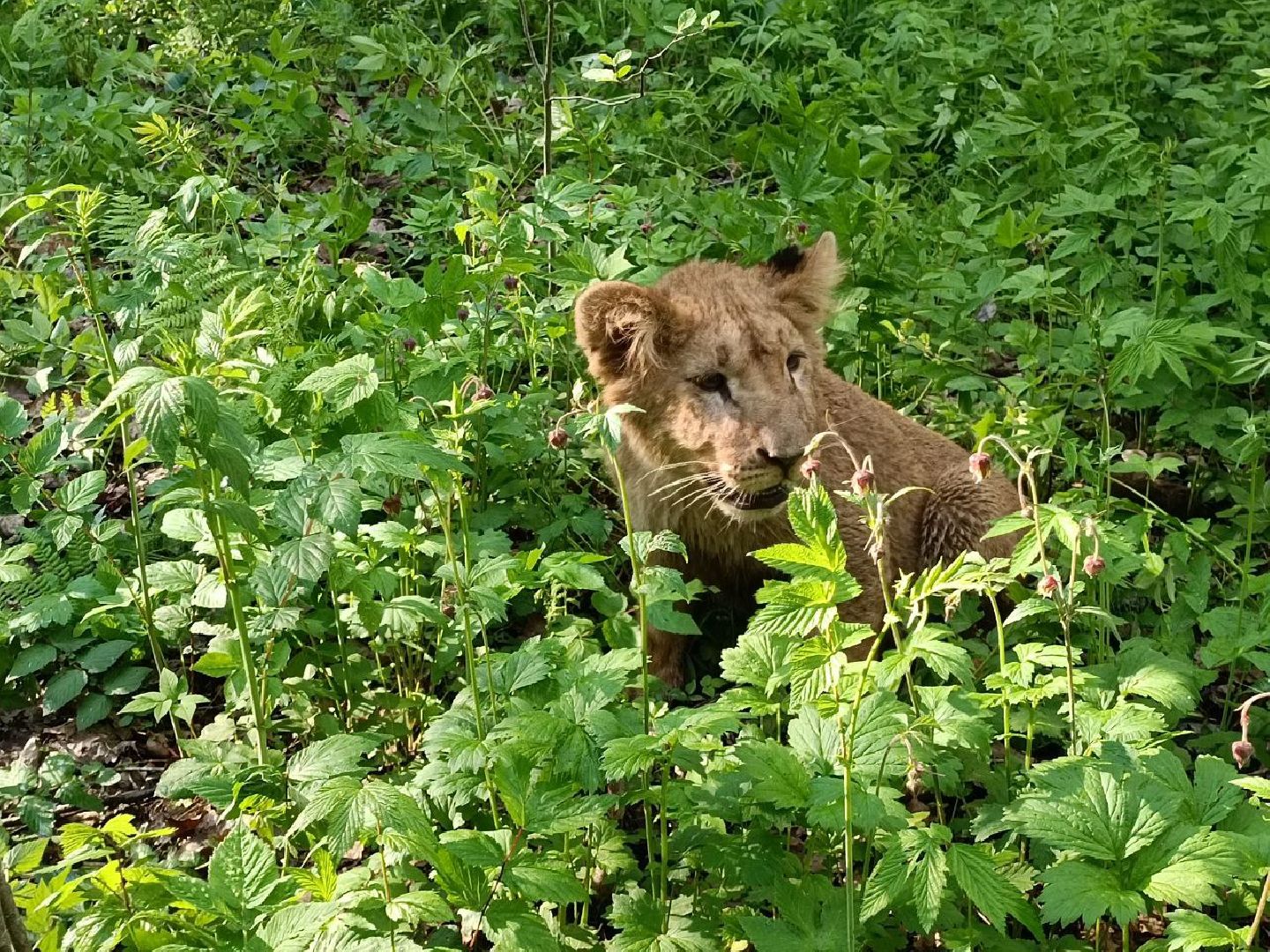 Можайск, Можайский городской округ, Подмосковье, львы, тигры, Сафари-парк, хищники, дикие животные