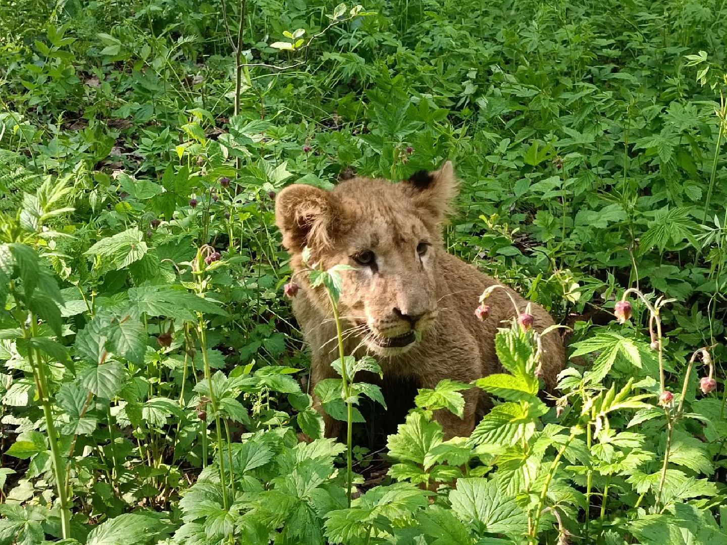 Можайск, Можайский городской округ, Подмосковье, львы, тигры, Сафари-парк, хищники, дикие животные