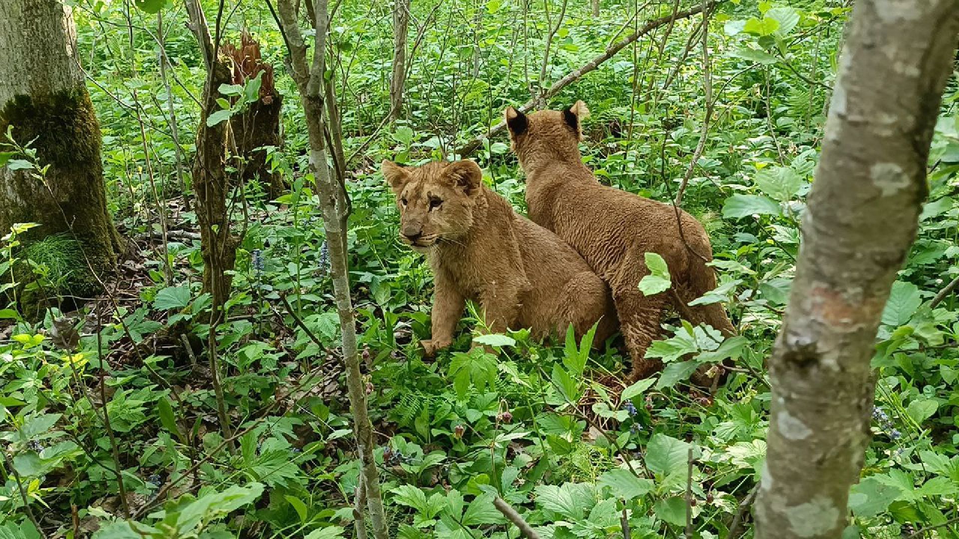 Можайск, Можайский городской округ, Подмосковье, львы, тигры, Сафари-парк, хищники, дикие животные