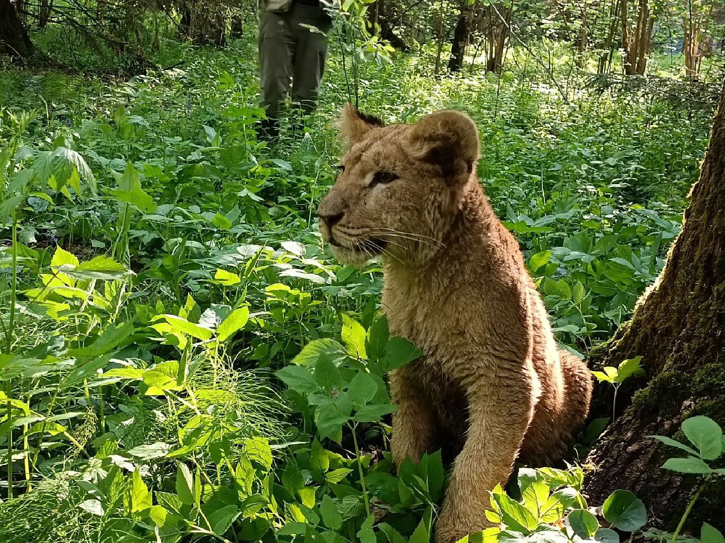 Можайск, Можайский городской округ, Подмосковье, львы, тигры, Сафари-парк, хищники, дикие животные