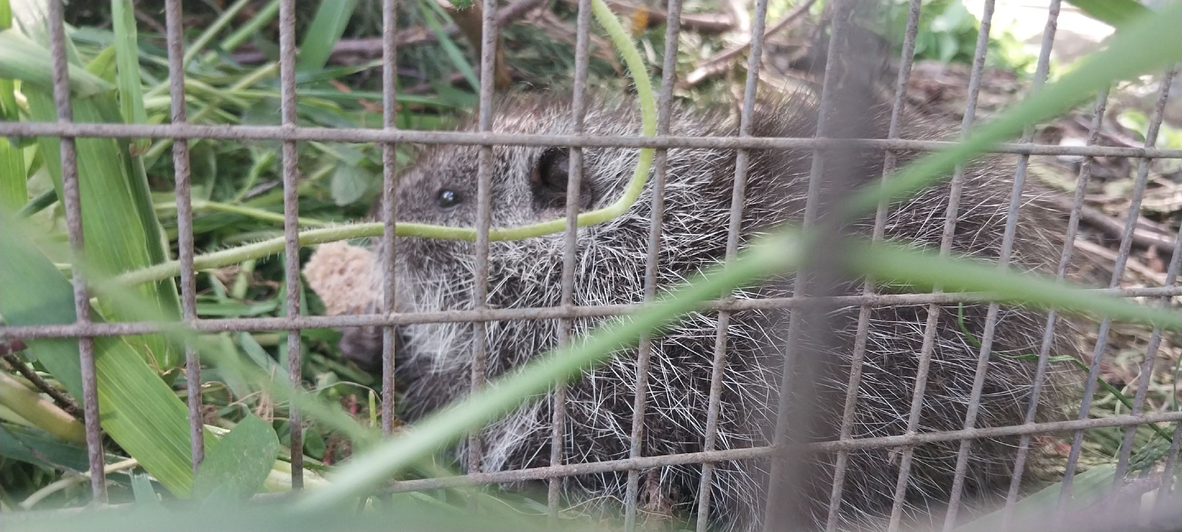 коломна, зооуголок, животные