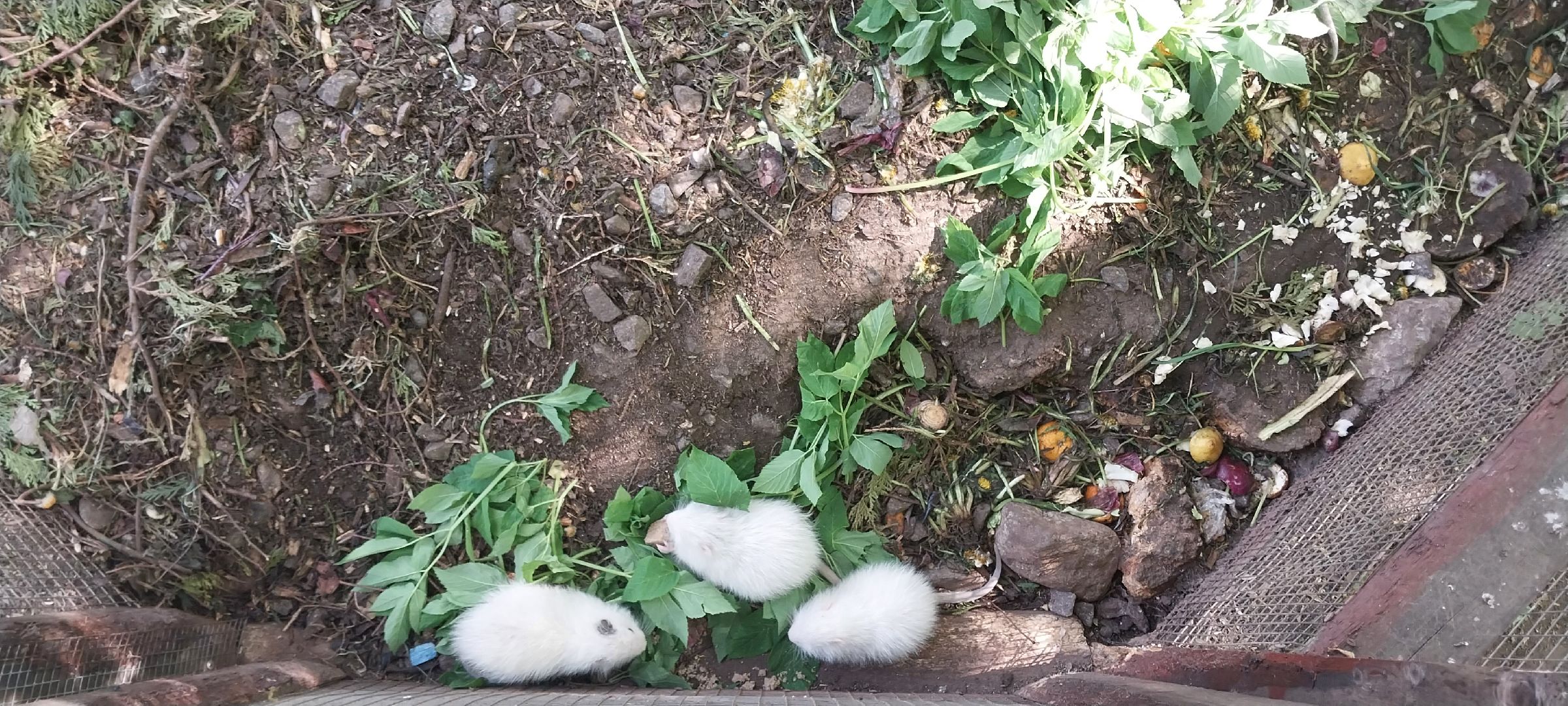 коломна, зооуголок, животные