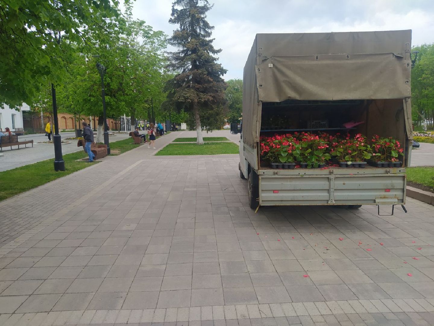 Истра, цветы, клумбы, ДОДХИБИМР