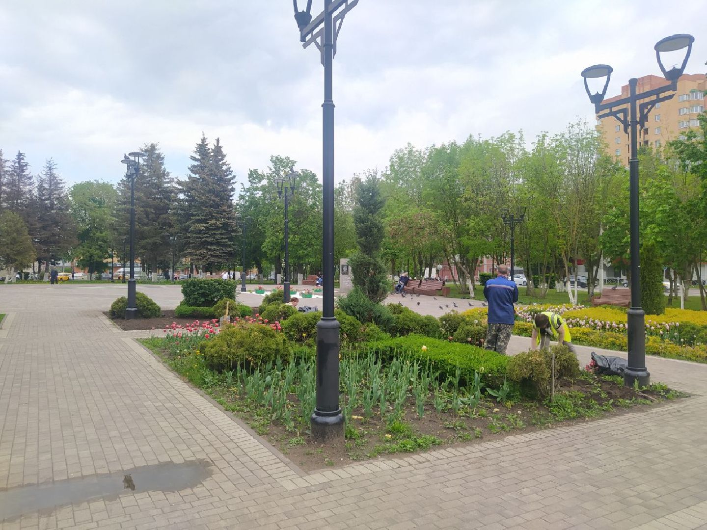 Истра, цветы, клумбы, ДОДХИБИМР