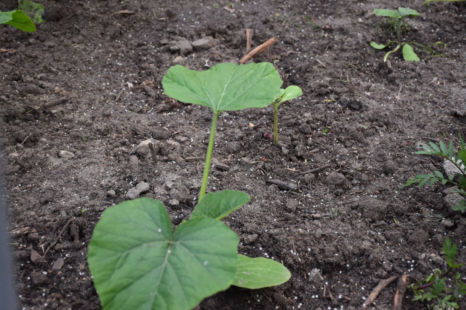 Павловский Посад, городской округ Павловский Посад, огород, парк, экология