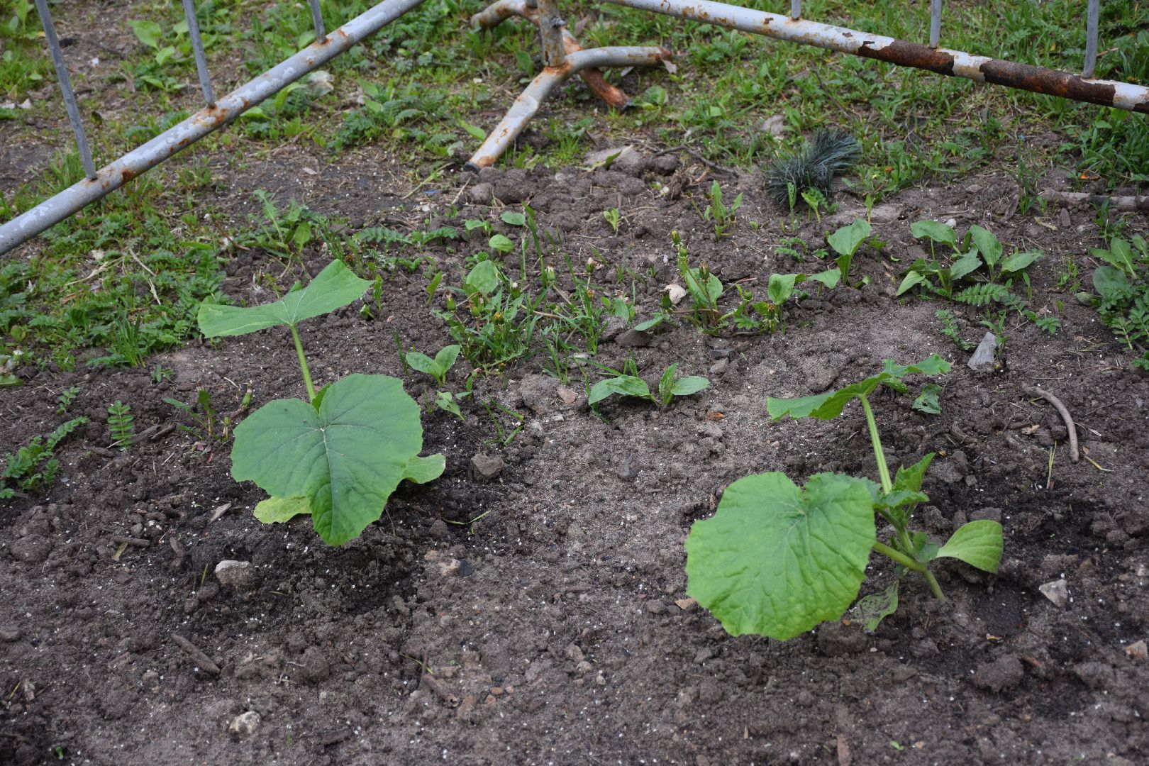 Павловский Посад, городской округ Павловский Посад, огород, парк, экология