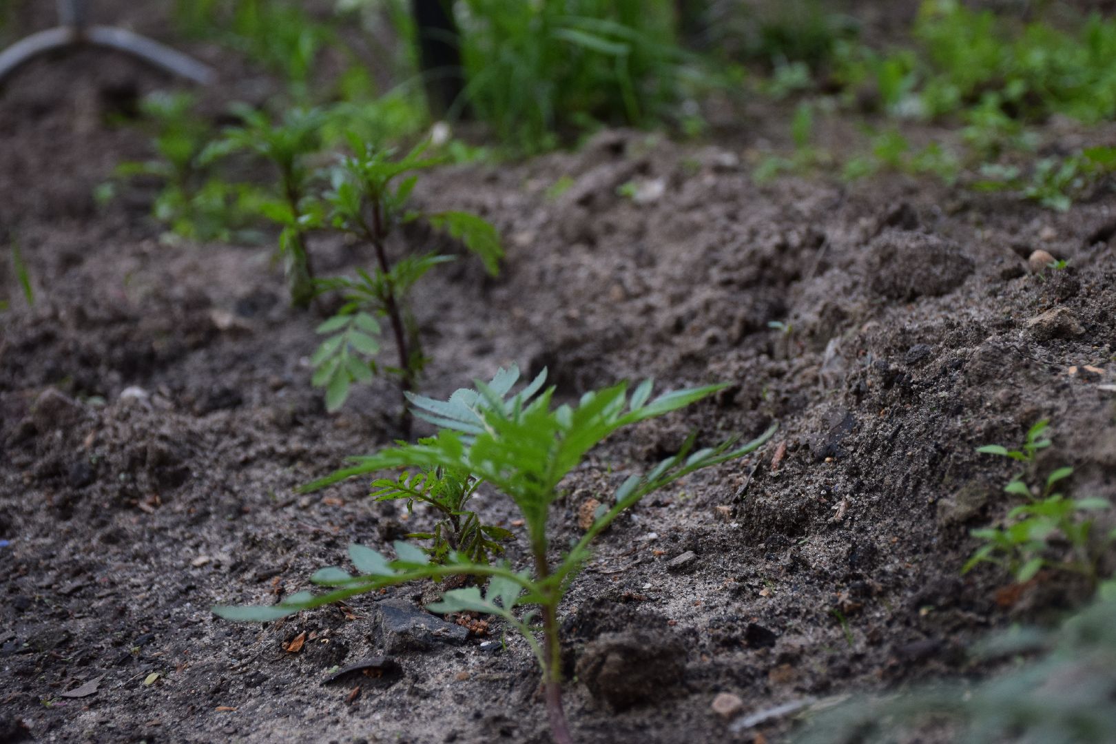 Павловский Посад, городской округ Павловский Посад, огород, парк, экология