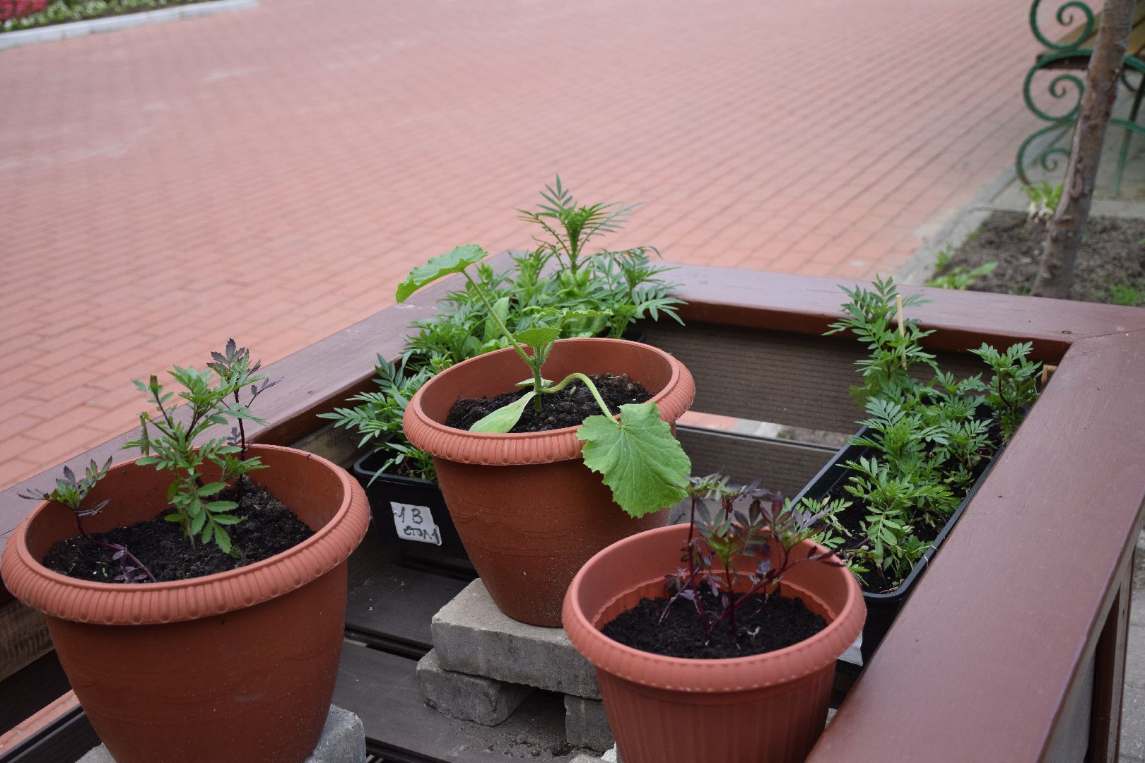 Павловский Посад, городской округ Павловский Посад, огород, парк, экология