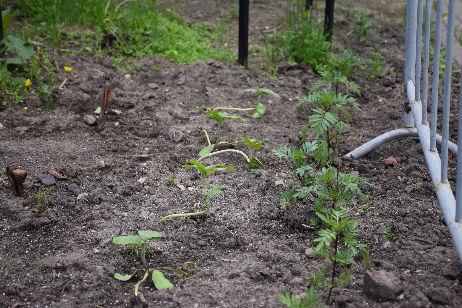 Павловский Посад, городской округ Павловский Посад, огород, парк, экология