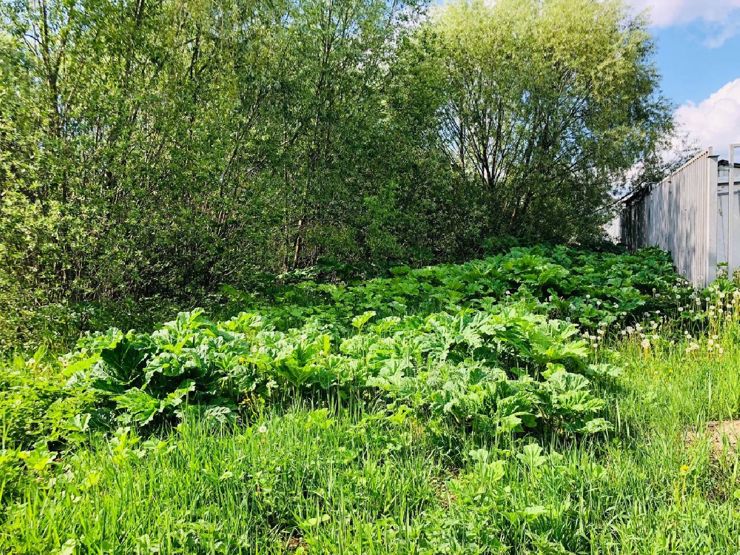 руза, рузский округ, борщевик Сосновского, сорняк,