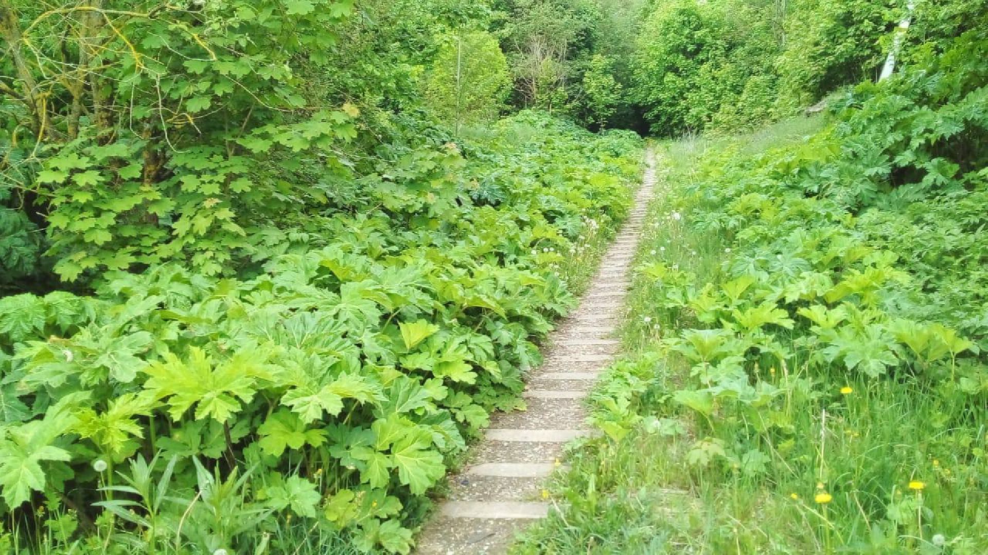 руза, рузский округ, борщевик Сосновского, сорняк,