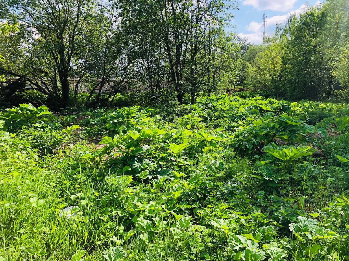 руза, рузский округ, борщевик Сосновского, сорняк,