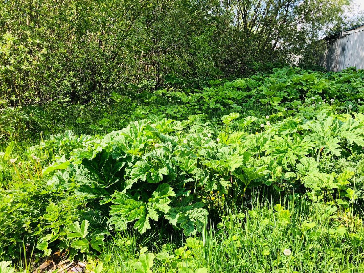 руза, рузский округ, борщевик Сосновского, сорняк,