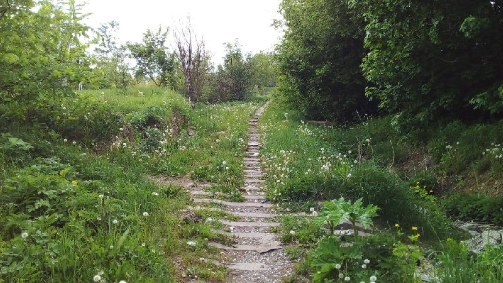 руза, рузский округ, борщевик Сосновского, сорняк,