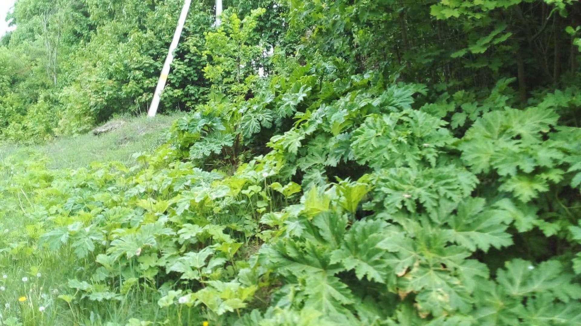 руза, рузский округ, борщевик Сосновского, сорняк,