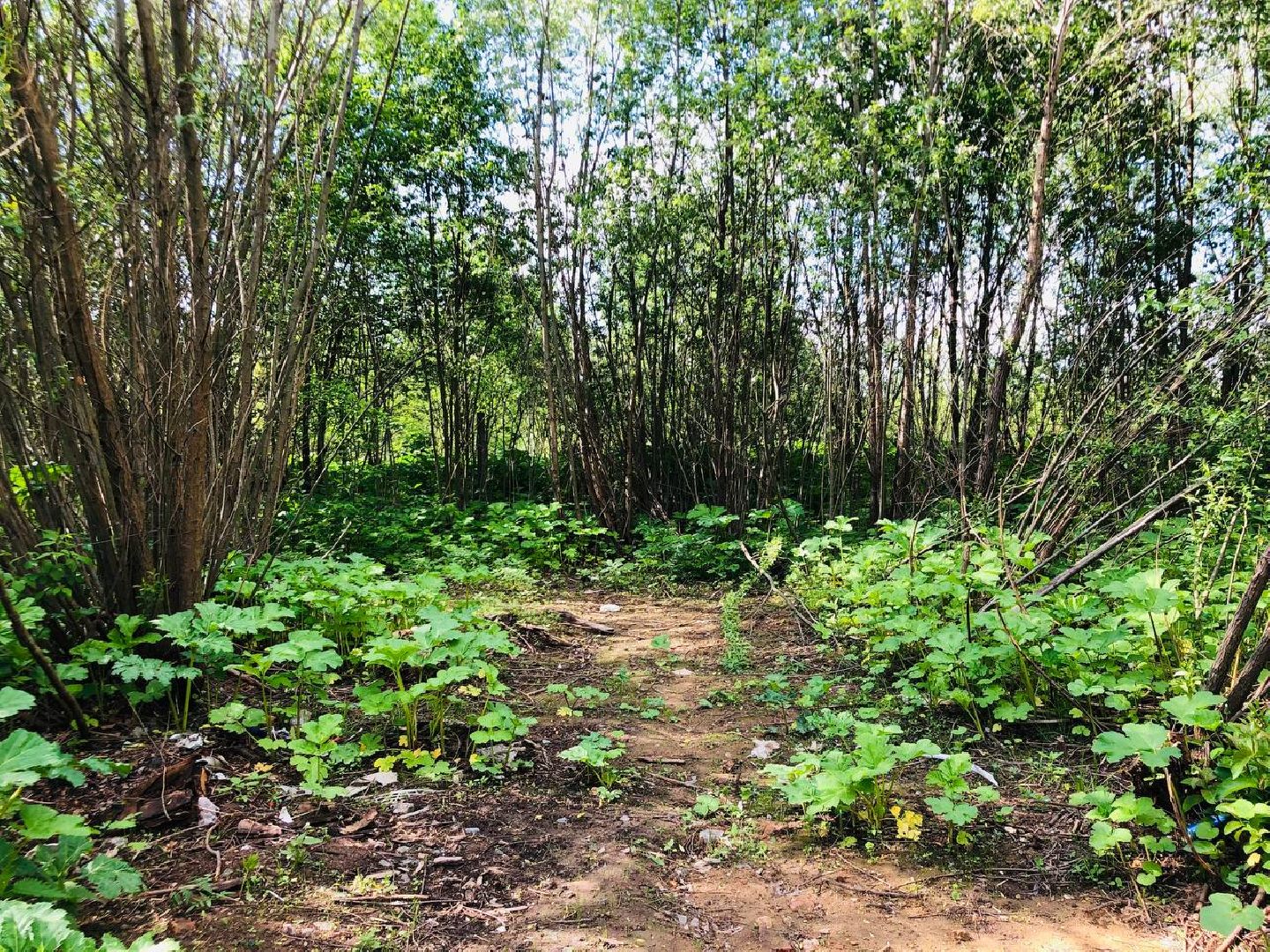 руза, рузский округ, борщевик Сосновского, сорняк,