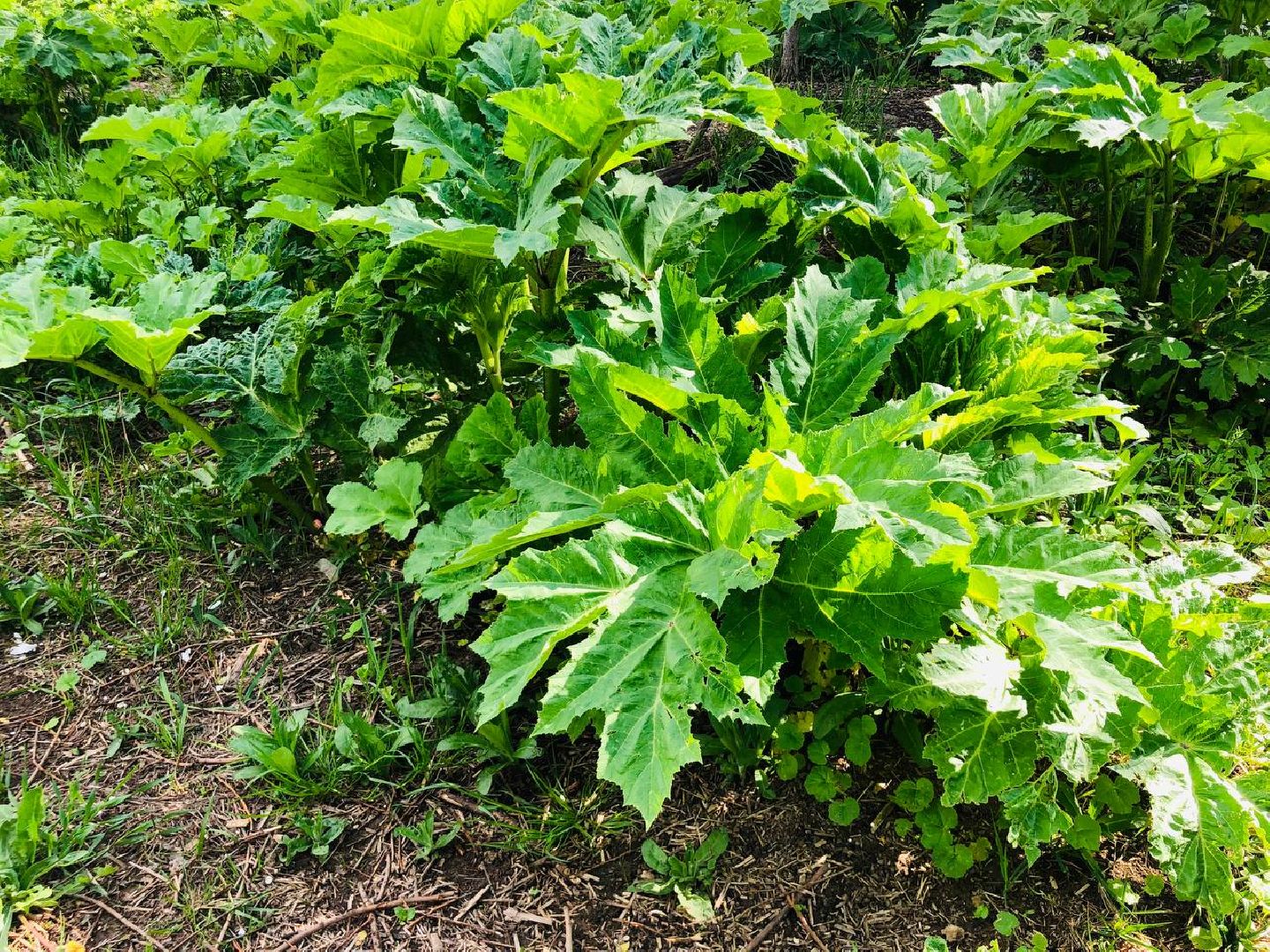 руза, рузский округ, борщевик Сосновского, сорняк,