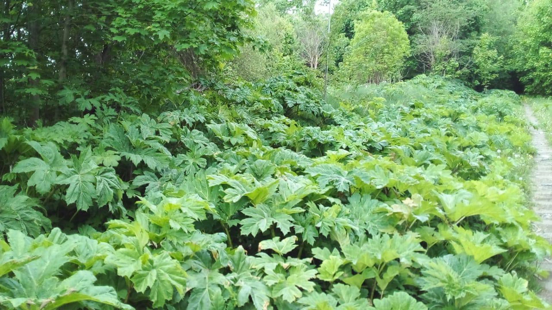 руза, рузский округ, борщевик Сосновского, сорняк,