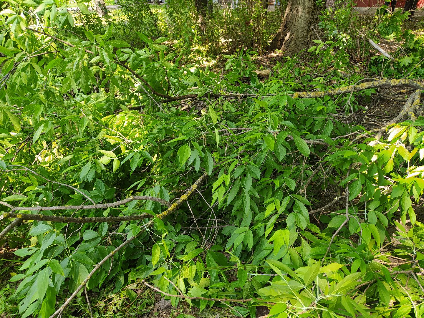 Обрезка, обработка, деревья, благоустройство