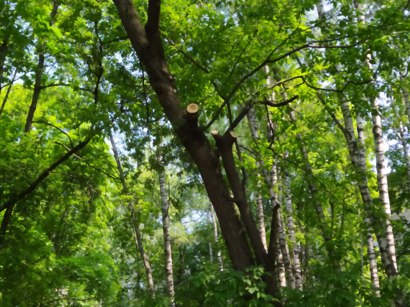 Обрезка, обработка, деревья, благоустройство