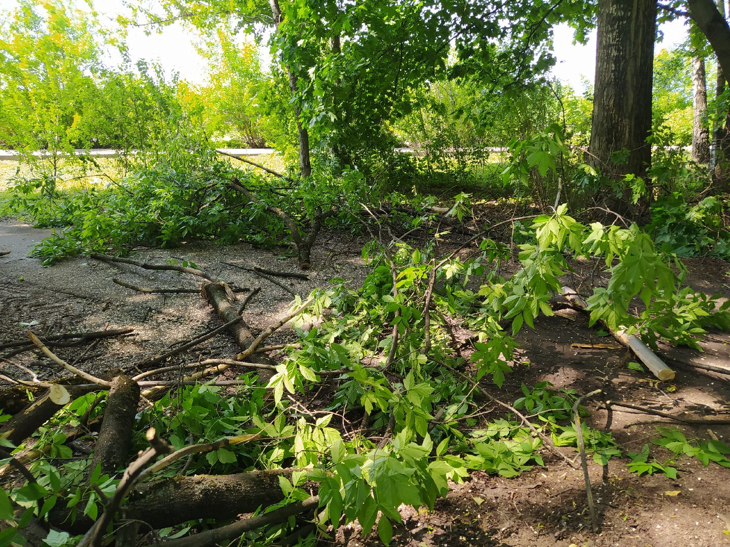 Обрезка, обработка, деревья, благоустройство