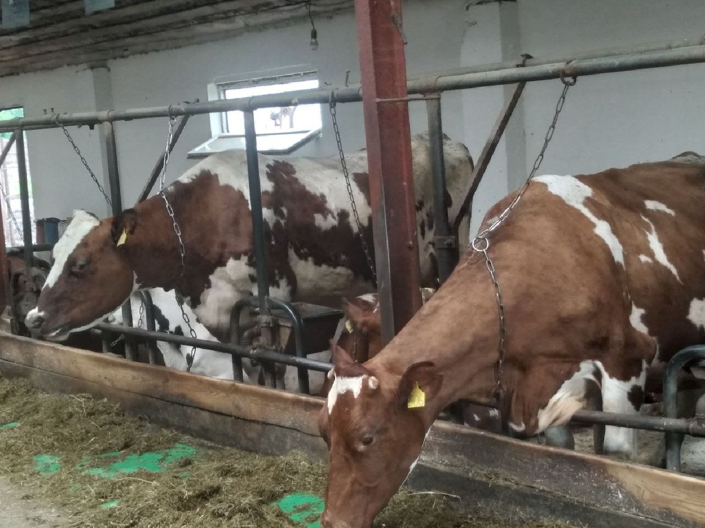 Звенигород, эко-ферма в Ершово, натуральная продукция, сельское хозяйство, животноводство, здоровое питание, фермерское хозяйство