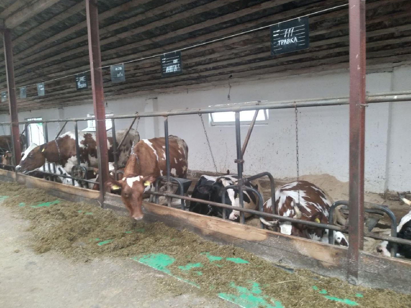 Звенигород, эко-ферма в Ершово, натуральная продукция, сельское хозяйство, животноводство, здоровое питание, фермерское хозяйство
