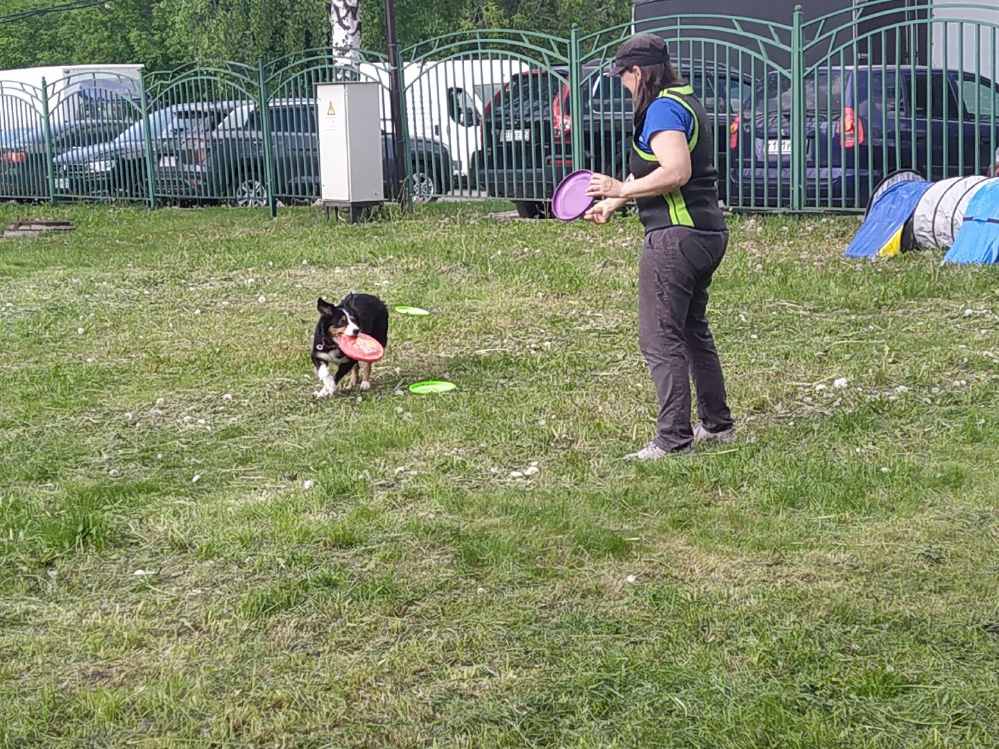 Долгопрудный, кинологи, дрессура, собаки, экофестиваль, благотворительность, танцы