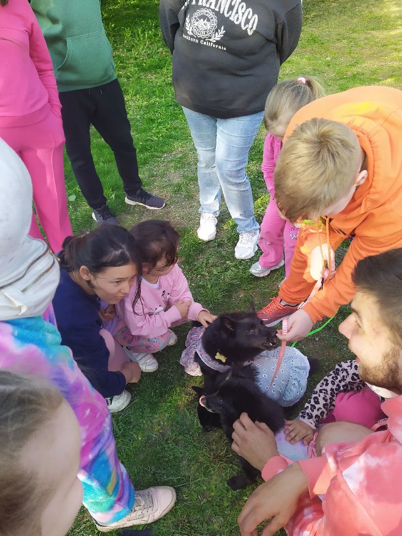 Долгопрудный, кинологи, дрессура, собаки, экофестиваль, благотворительность, танцы