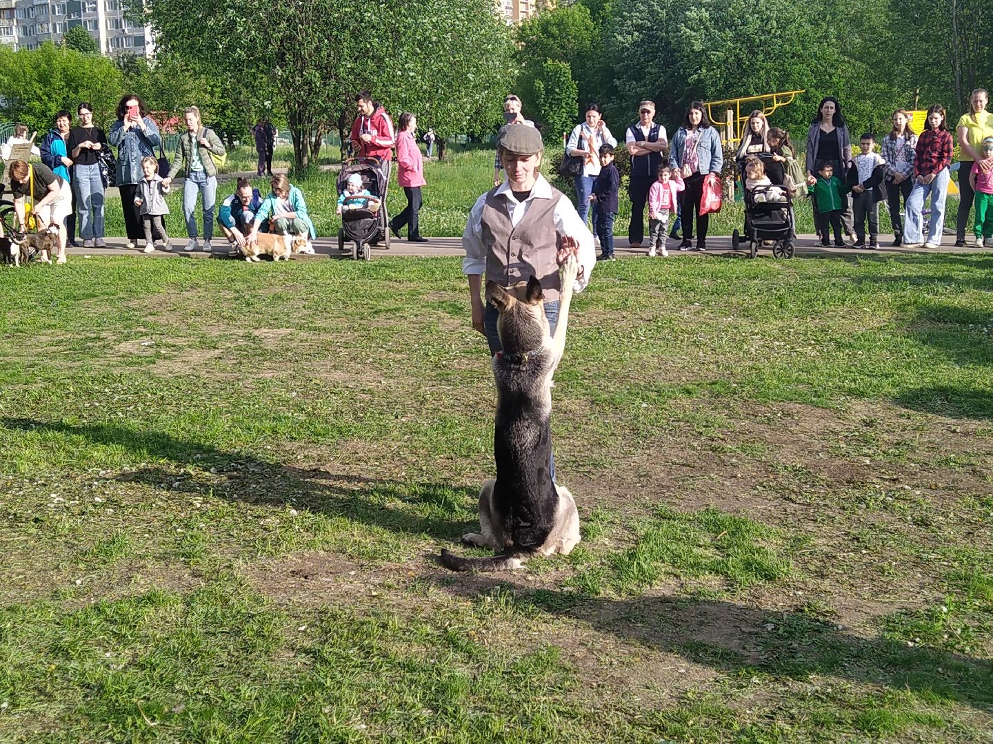 Долгопрудный, кинологи, дрессура, собаки, экофестиваль, благотворительность, танцы