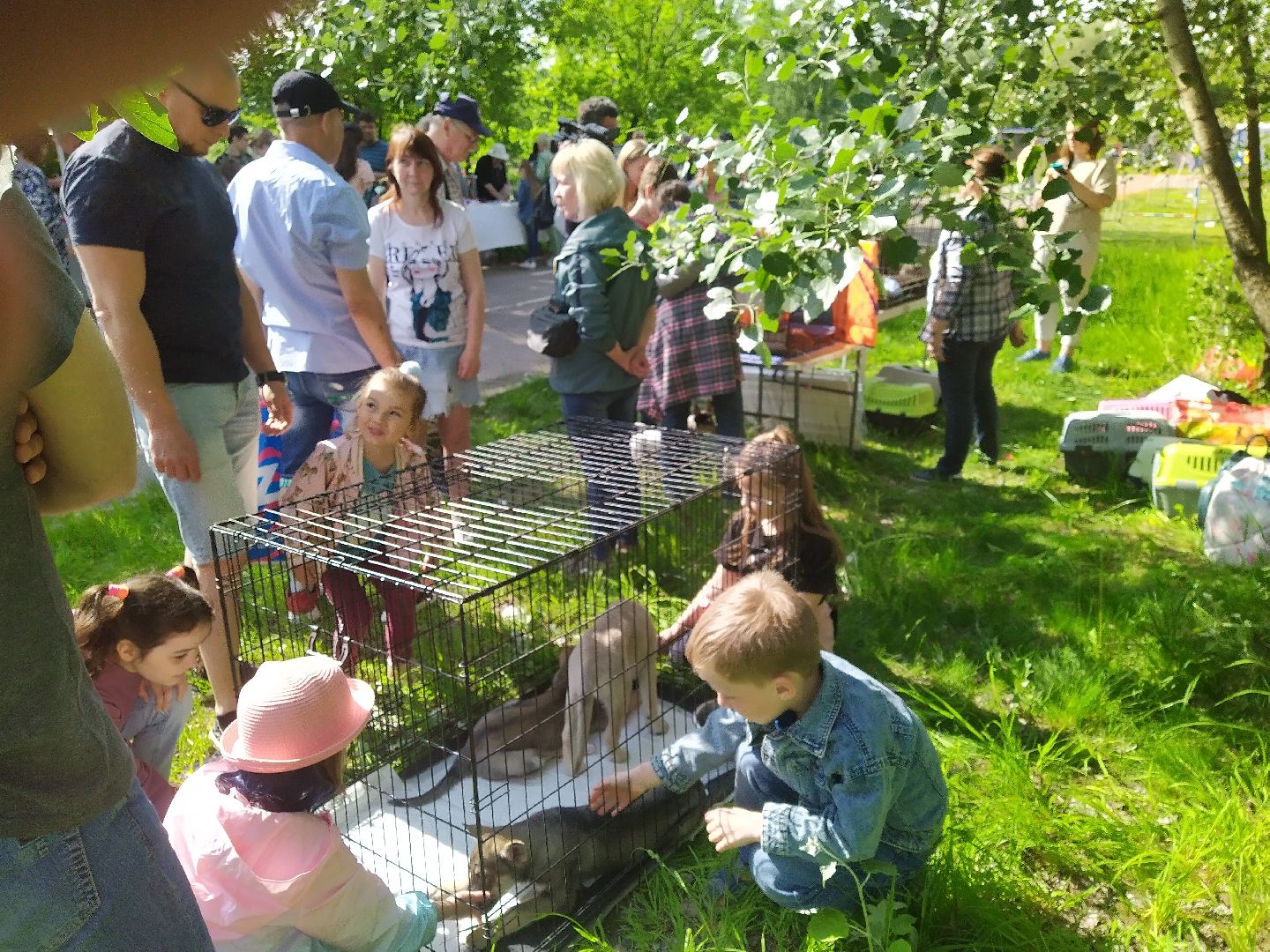 Долгопрудный, экология, макулатура, приюты, кинологи, парки