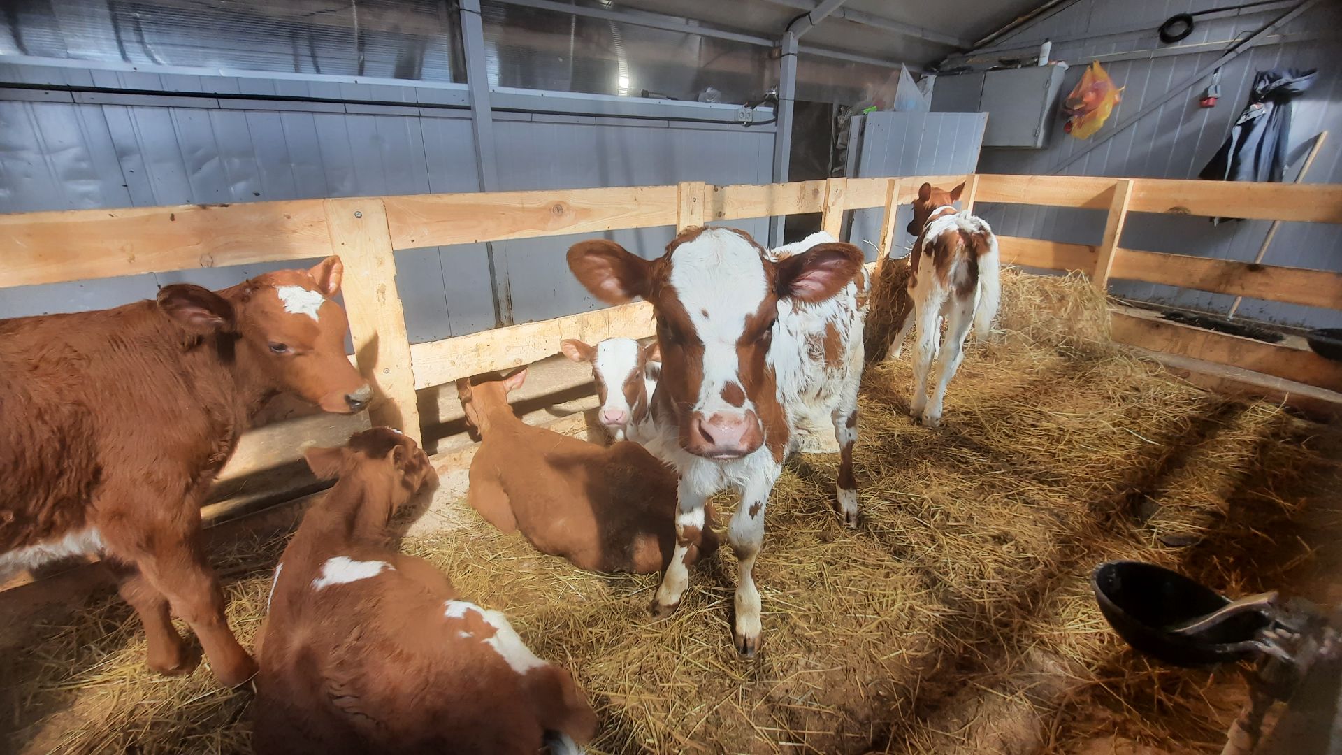 Экскурсия на ферму, Наро-Фоминск, агротуризм