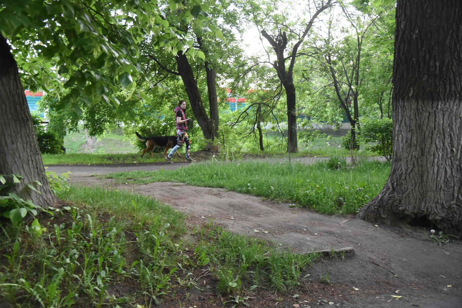 Химки, тропа, благоустройство