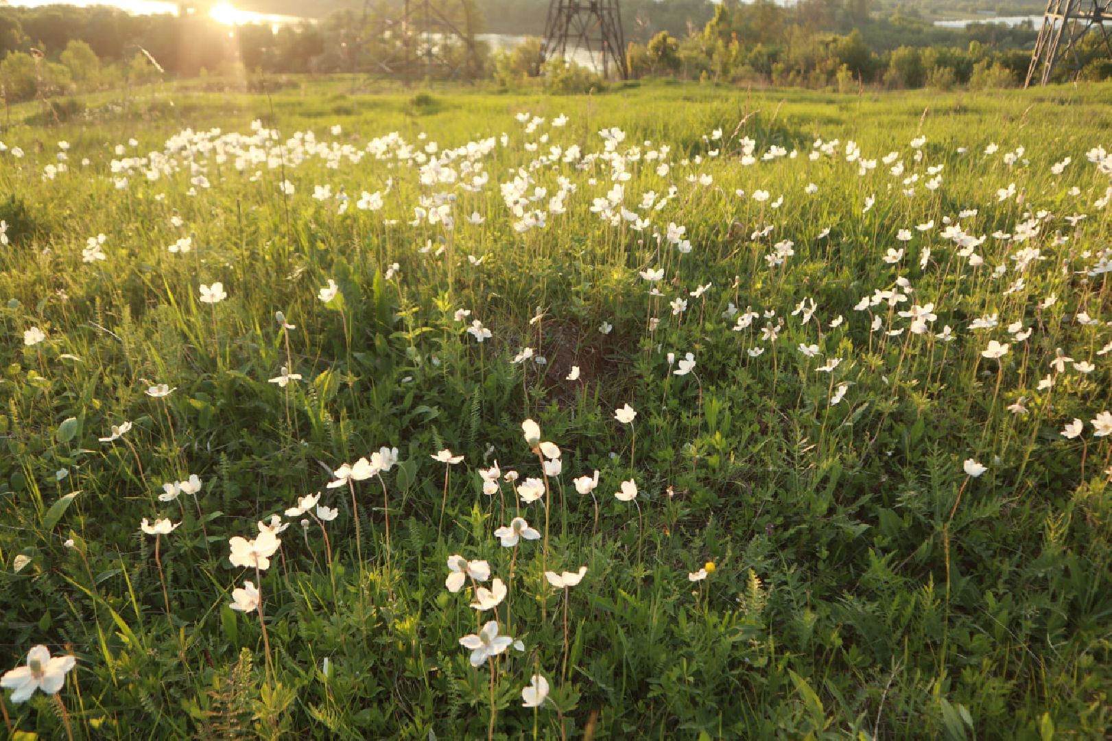 Пущино, экология, туризм
