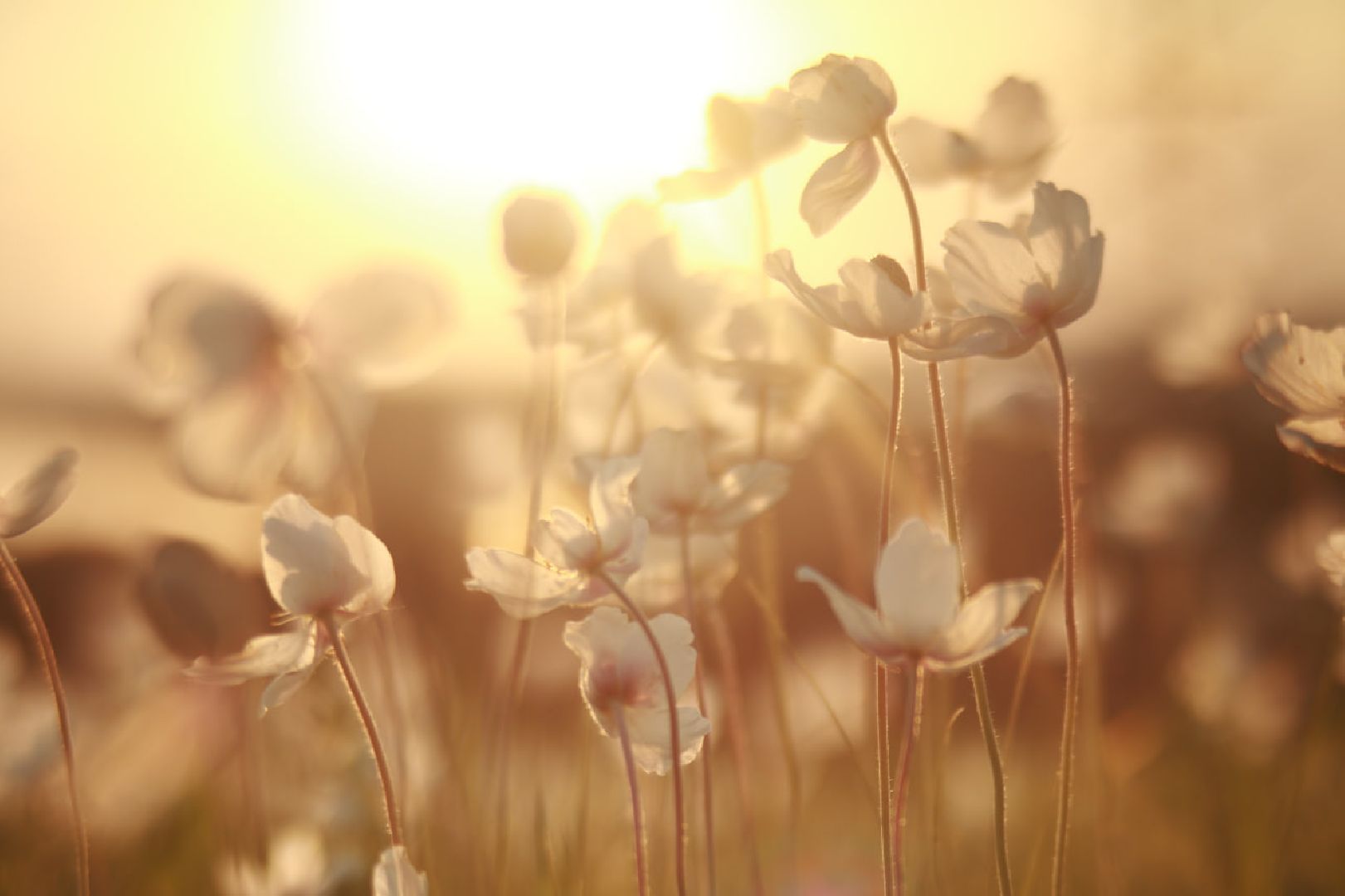 Пущино, экология, туризм