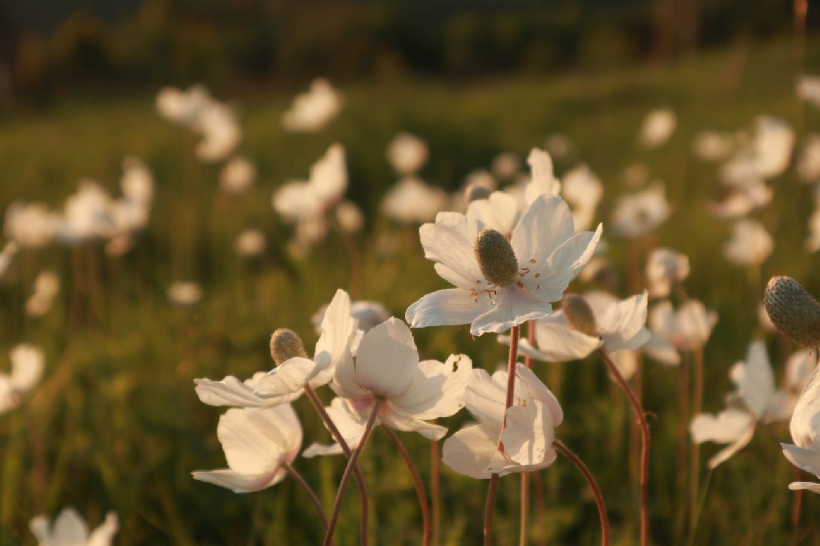 Пущино, экология, туризм