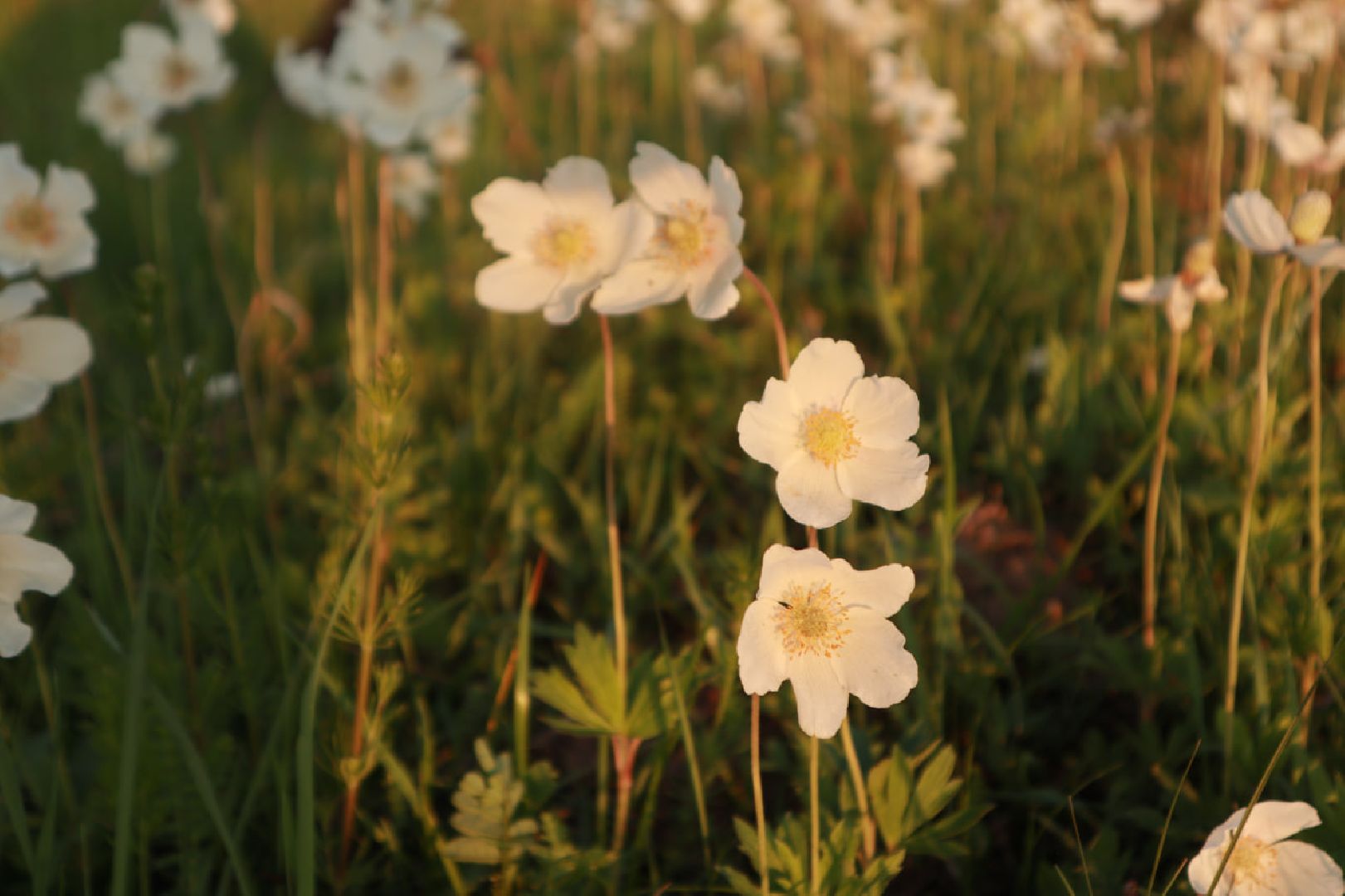 Пущино, экология, туризм