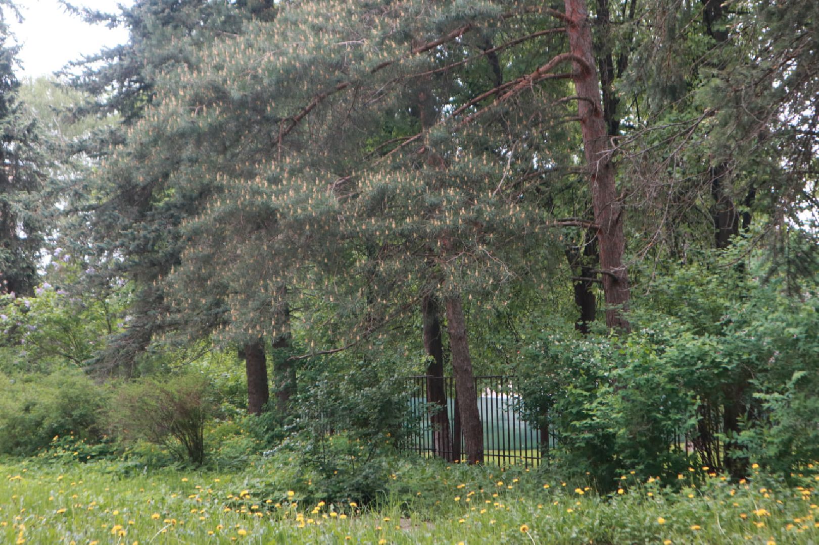 Пущино, благоустройство