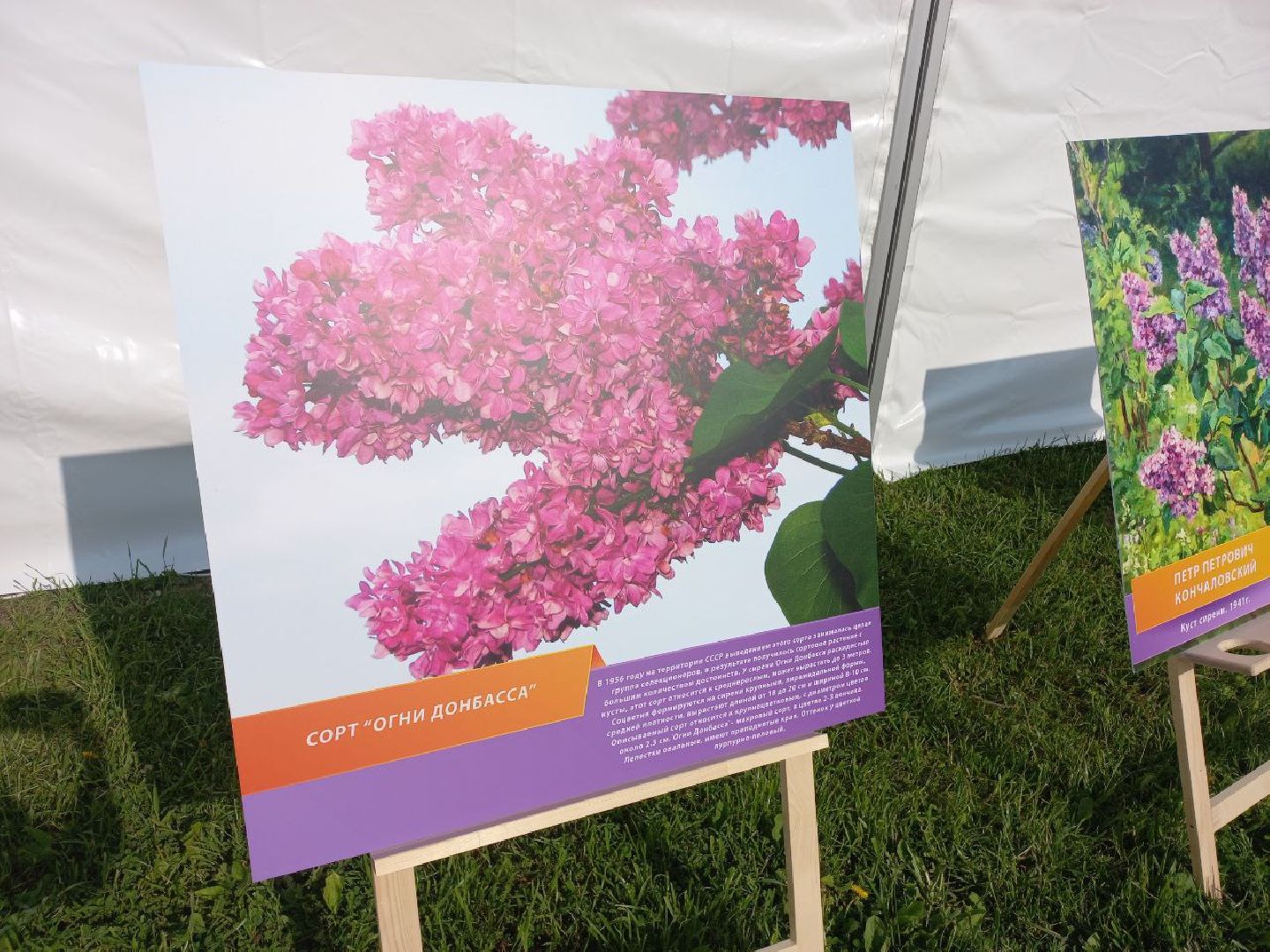 Солнечногорск, сирень, выставка, набережная, праздник