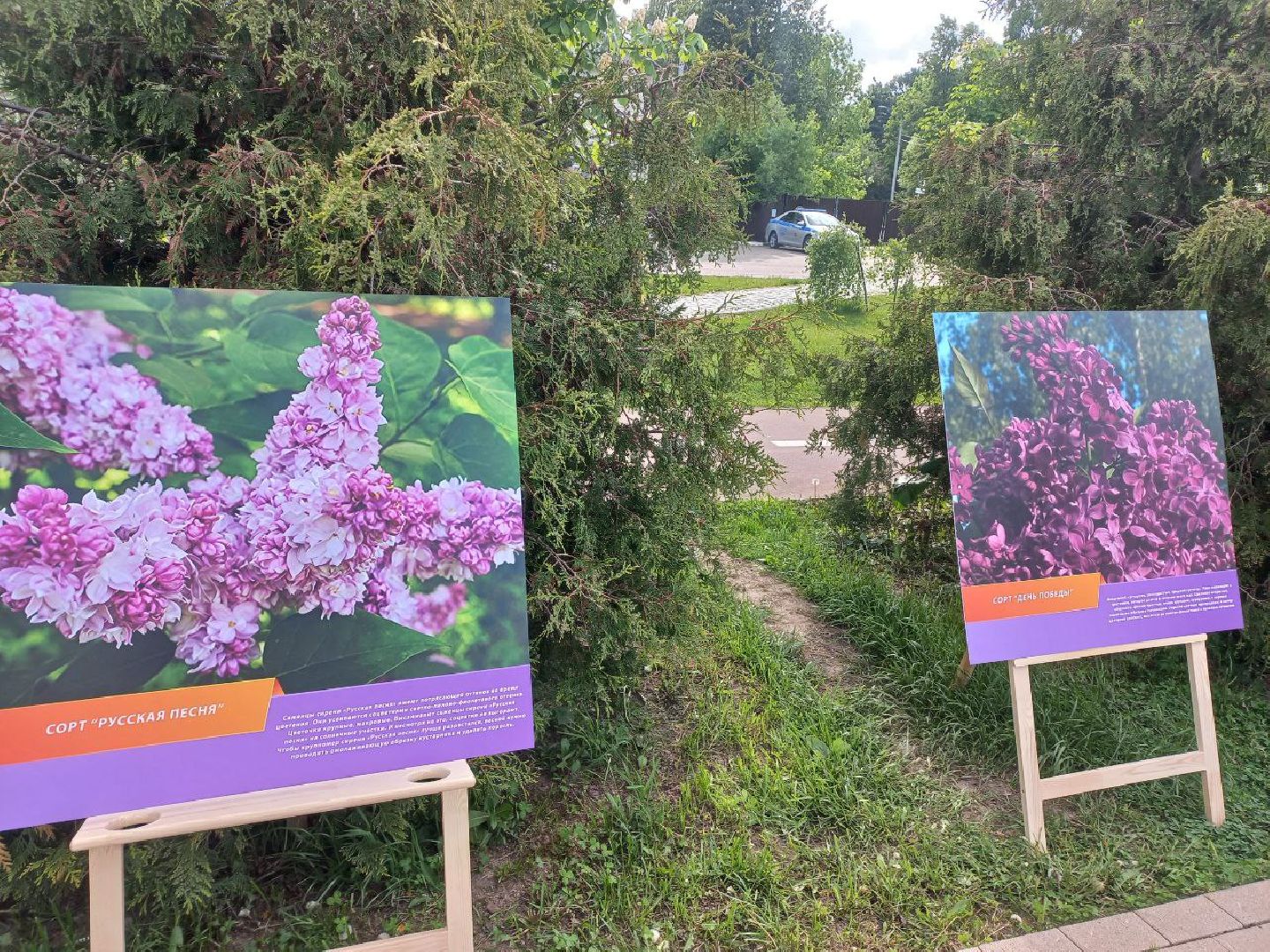 Солнечногорск, сирень, выставка, набережная, праздник