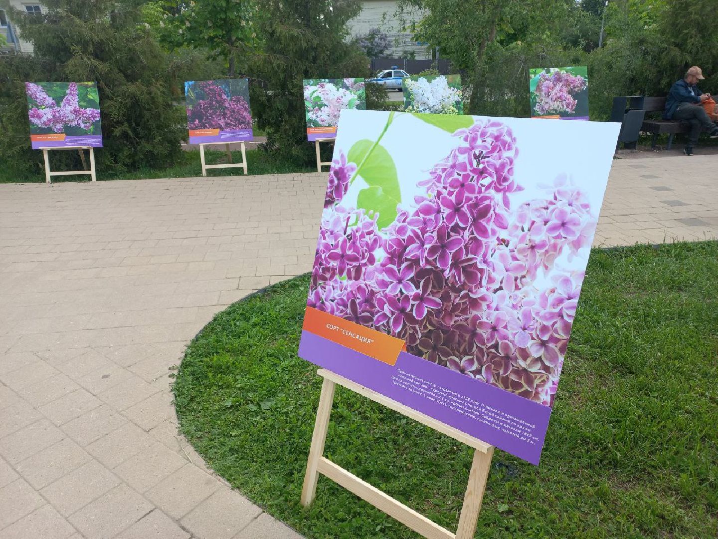 Солнечногорск, сирень, выставка, набережная, праздник