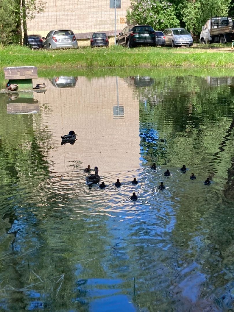 Солнечногорск, Рекинцо, утки, птицы, пополнение