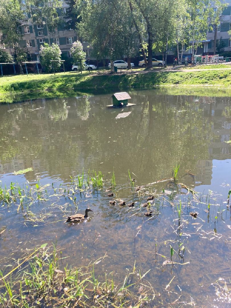 Солнечногорск, Рекинцо, утки, птицы, пополнение
