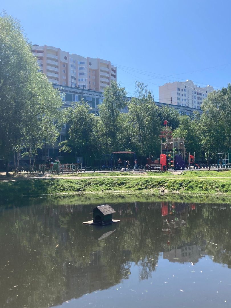 Солнечногорск, Рекинцо, утки, птицы, пополнение