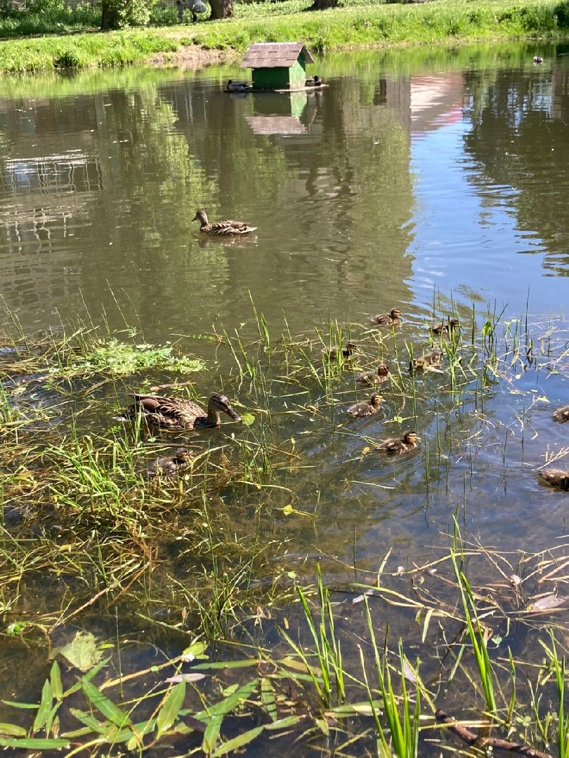 Солнечногорск, Рекинцо, утки, птицы, пополнение