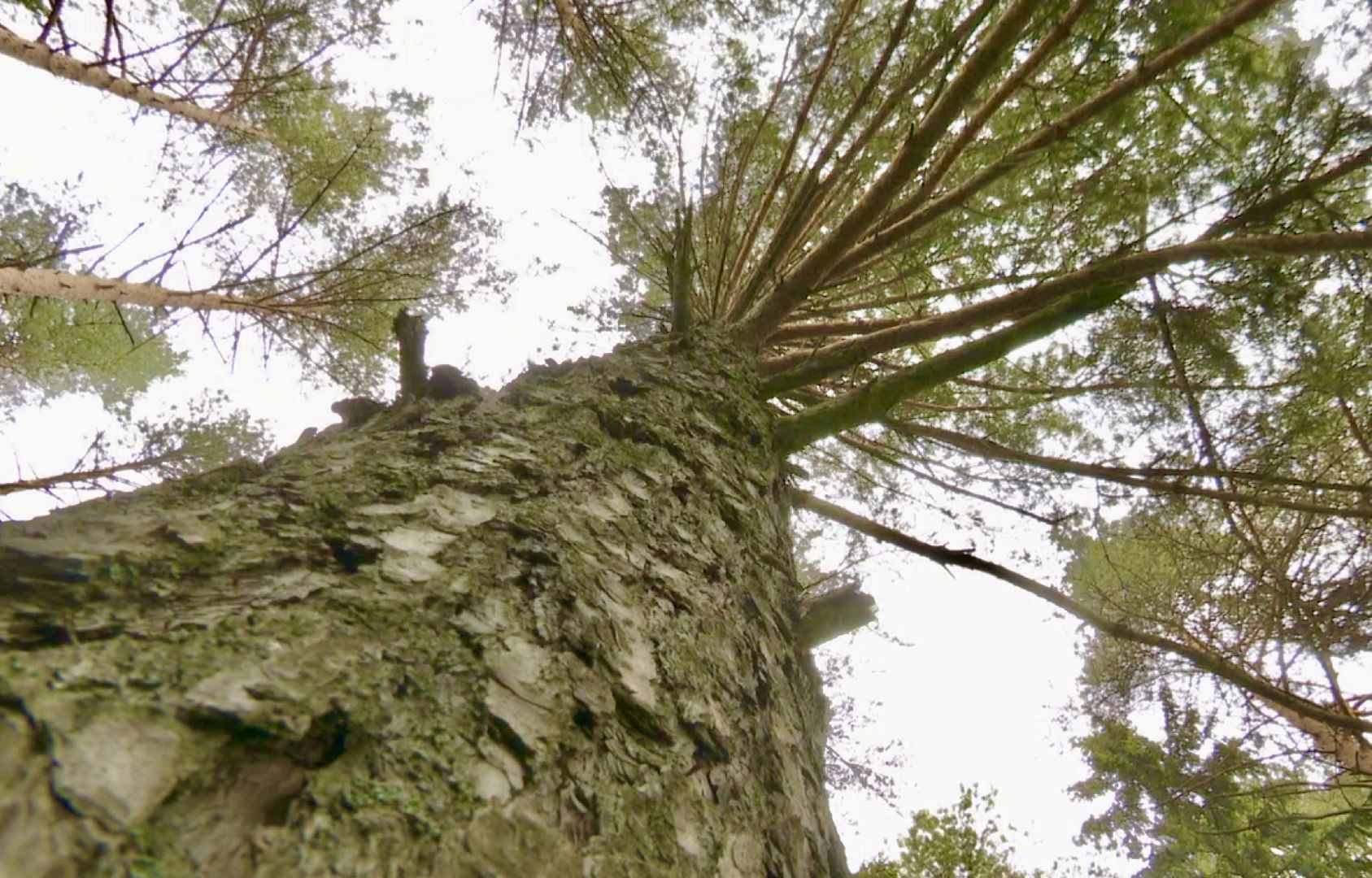 Клин, экология, пожары, леса