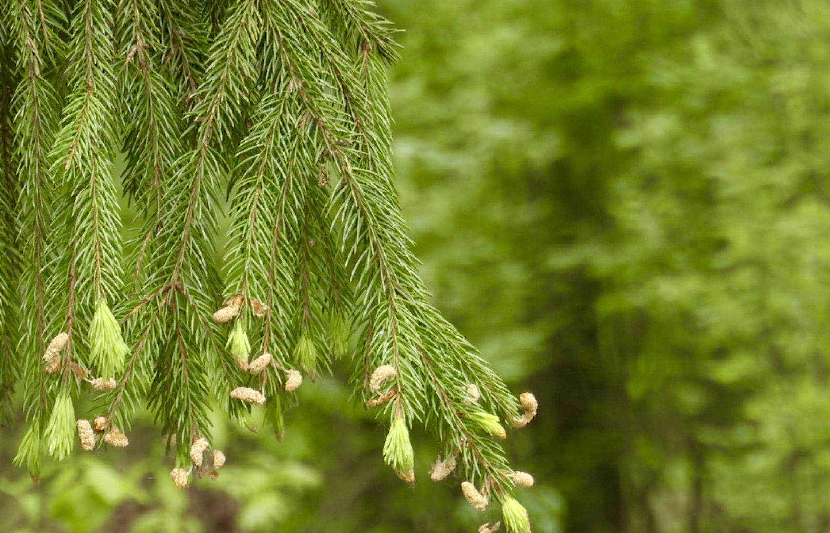 Клин, экология, пожары, леса